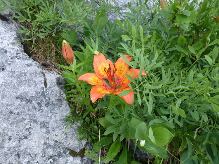 SCHAFBERG KLEINER KLETTERGARTEN