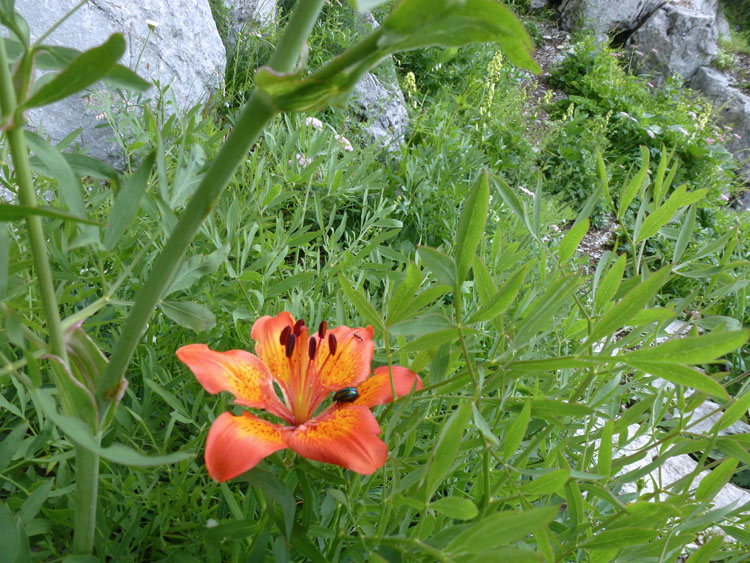 SCHAFBERG KLEINER KLETTERGARTEN