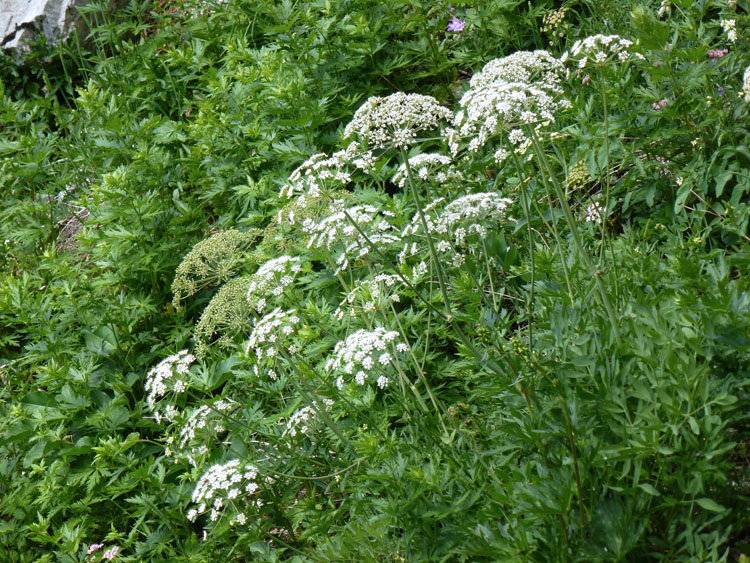 KLEINER KLETTERGARTEN