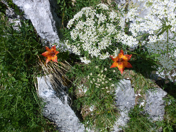 KLEINER KLETTERGARTEN