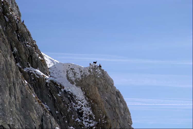 WILDHUSER SCHAFBERG