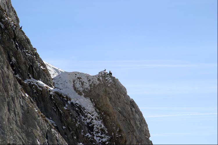 WILDHUSER SCHAFBERG