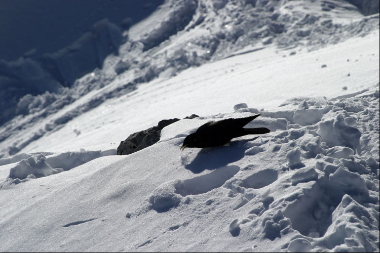 WILDHUSER SCHAFBERG