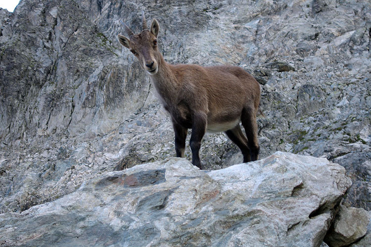 RIFUGIO GONELLA