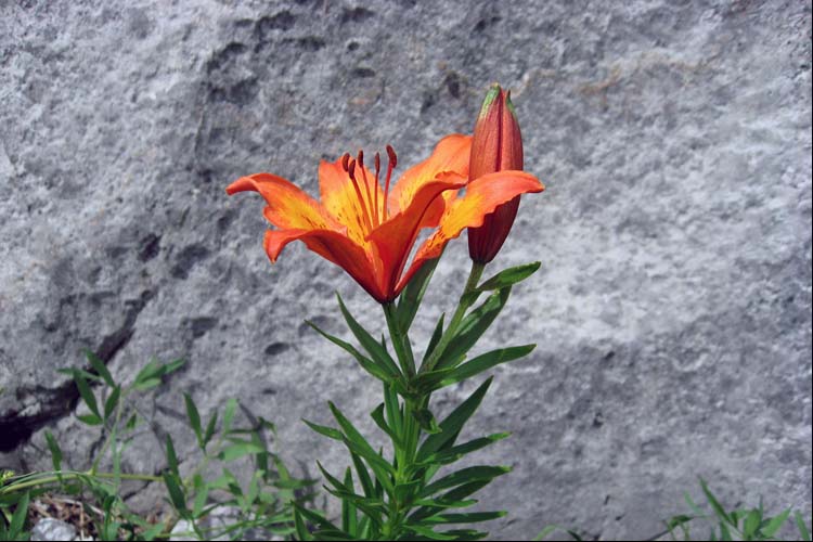 SCHAFBERGWAND