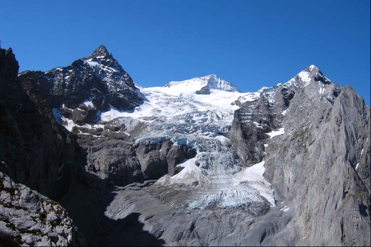 WELLHORN ROSENLAUIGLETSCHER