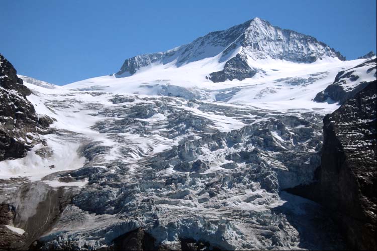 WELLHORN ROSENLAUIGLETSCHER