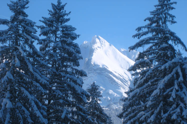 WILDHUSER SCHAFBERG