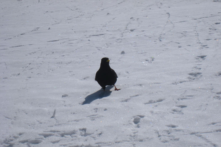 WILDHUSER SCHAFBODEN