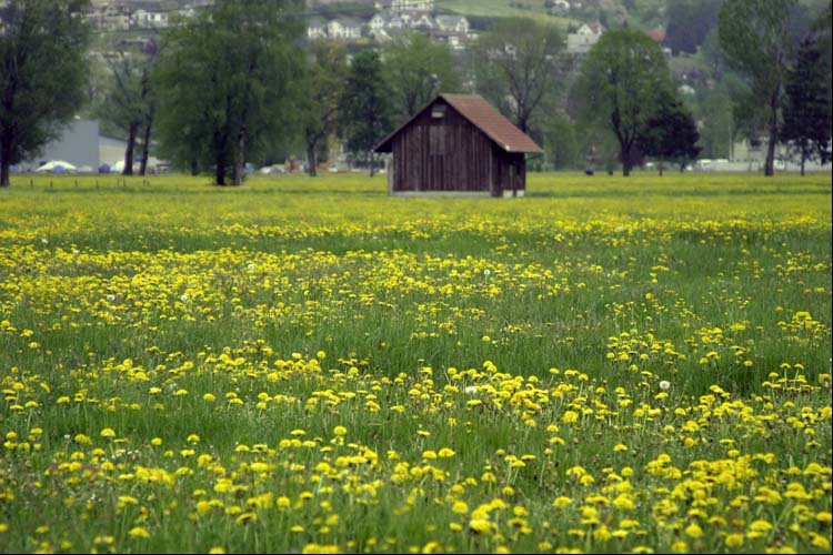 KALTBRUNNER RIET SG