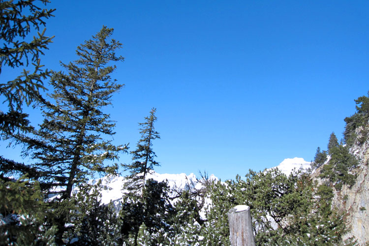 WILDHUSER SCHAFBERG