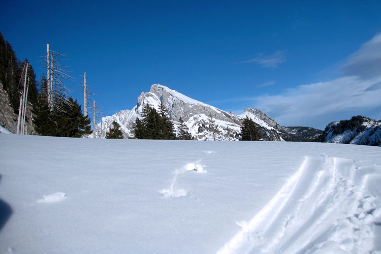 WILDHUSER SCHAFBERG